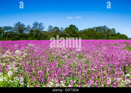 A field of Red Campion (Silene dioica) in the Cotswolds. Stock Photo