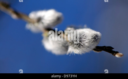 Forsythia twig with snow Stock Photo