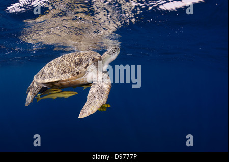 Green turtle (Chelonia mydas) is taking a breath at the surface. Sucker fish and pilot fish swim beneath the turtle. Stock Photo