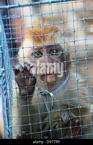 File:Baby monkey in cage, Jatinegara Market.jpg - Wikimedia Commons