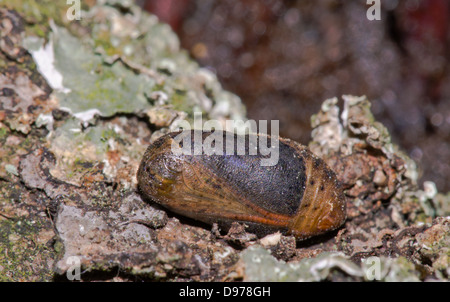 Purple Hairstreak Butterfly (Favonius - formerly Neozephyrus - quercus) female pupa. Sequence 1 of 6 Stock Photo