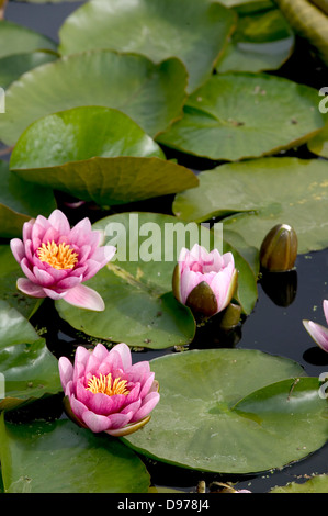 Blooming pink waterlilies amongst lilypads in a pond. Stock Photo