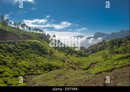 Tea plantations in Munnar, Kerala, India Stock Photo