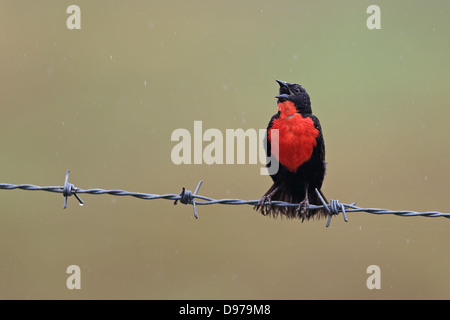 Red-breasted Blackbird (Sturnella militaris) Stock Photo