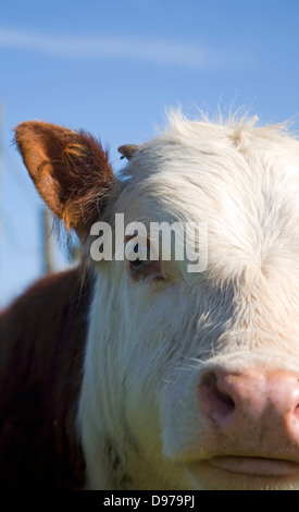 Close up Hereford cow face with horns and yellow ear tag Stock Photo ...