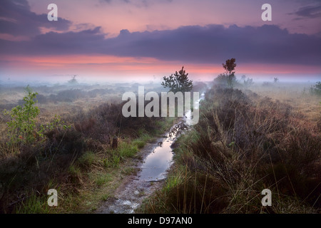 wet narrow path in fog over swamps, Drenthe, Netherlands Stock Photo