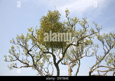 Mistletoe, Viscum album, growing in apple tree, UK Stock Photo