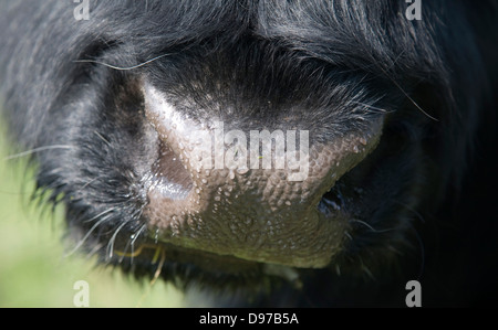 Water perspiration droplets on cow's nose close up Stock Photo