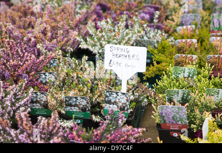 Spring heather plants on sale at Swanns nursery garden centre, Bromeswell, Suffolk, England Stock Photo