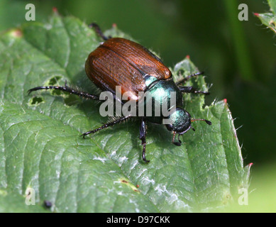 Detailed macro close up of a Dune Chafer (Anomala dubia), a small brownish-green Dung or Scarab Beetle Stock Photo