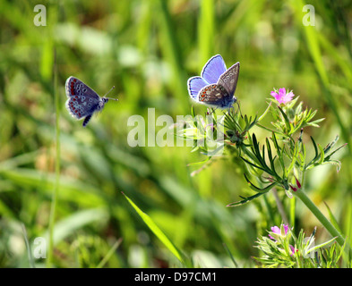 Male Common Blue (Polyommatus icarus) butterfly approaching another male while in flight Stock Photo