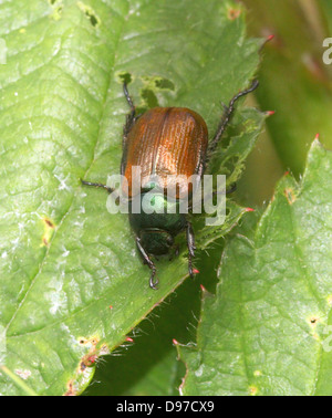 Detailed macro close up of a Dune Chafer (Anomala dubia), a small brownish-green Dung or Scarab Beetle Stock Photo