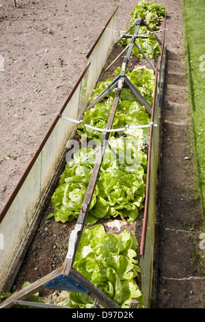 Lettuce plants growing in cold frame Stock Photo