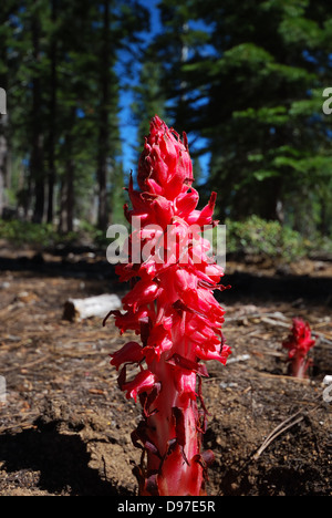 Snow plant near Lake Tahoe, California Stock Photo