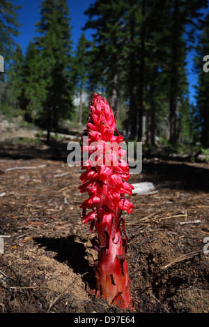 Snow plant near Lake Tahoe, California Stock Photo