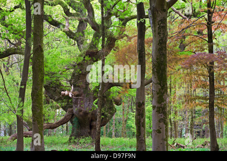 An ancient oak tree deep in the woodland at Savernake Forest, Marlborough, Wiltshire, England. Spring (May).
