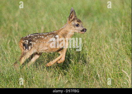 Kitz ,Reh, roe deer, fawn, Capreolus capreolus Stock Photo