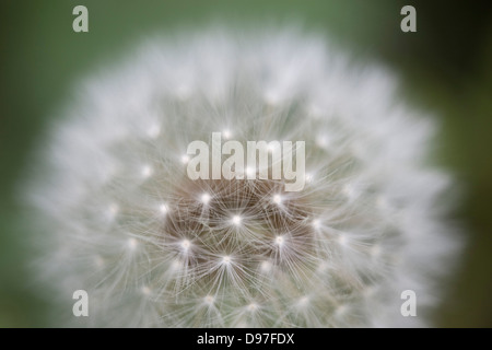 Close up detail of a dandelion (Taraxacum) seed head. Stock Photo