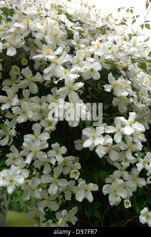 Clematis Montana var. grandiflora Stock Photo