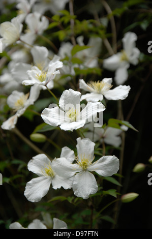 Clematis Montana var. grandiflora Stock Photo