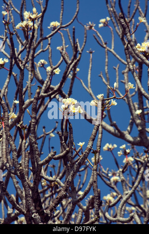 Asia, India, Karnataka, Sravanabelagola, Chandragiri Hill, blossoming frangipani tree
