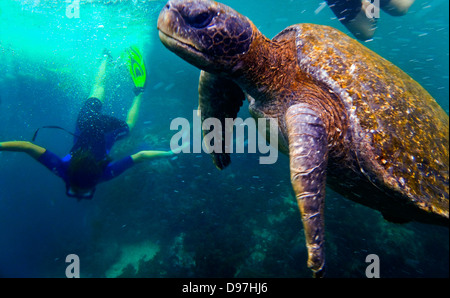 Snorkeling close to a giant turtle underwater, Galapagos islands, Ecuador Stock Photo