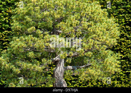 Pinus parviflora bonsai tree Stock Photo