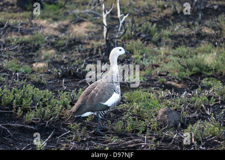 Magellan goose (Upland Goose - Chloephaga picta) seen in Torres del Paine National Park, Chile. Stock Photo