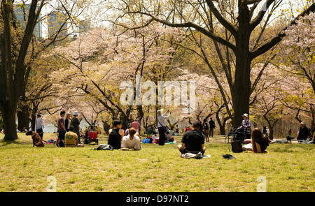 High Park, Toronto, cherry tree blossoms Stock Photo