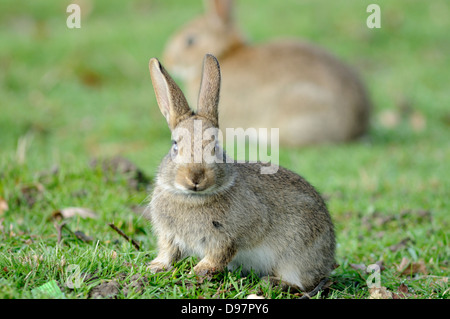 Wild rabbits in London Stock Photo - Alamy