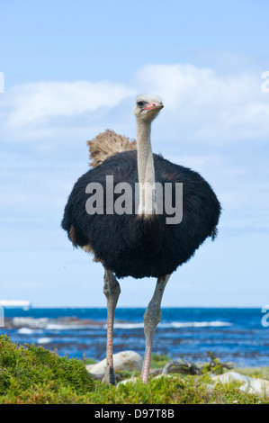 Male ostrich (Struthio camelus), Cape of Good Hope, Western Cape, South Africa