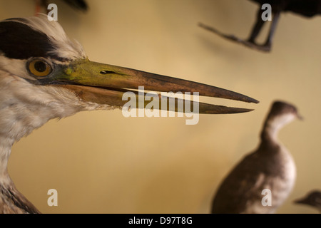 Museum exhibit of preserved birds are displayed in a glass case. Stock Photo