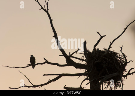 A bald eagle roosts near its nest along the Madison River in western Yellowstone National Park. Stock Photo