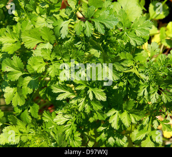 Coriander, Coriandrum sativum, Apiaceae. Also known as cilantro, Chinese parsley or dhania, is a herb in the family Apiaceae. Stock Photo