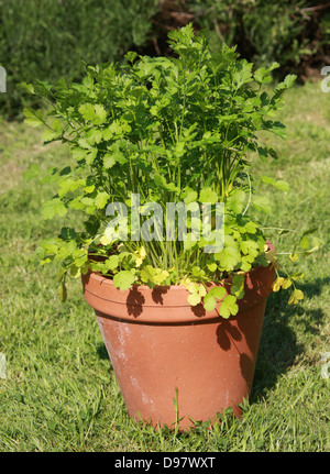 Coriander, Coriandrum sativum, Apiaceae. Also known as cilantro, Chinese parsley or dhania, is a herb in the family Apiaceae. Stock Photo