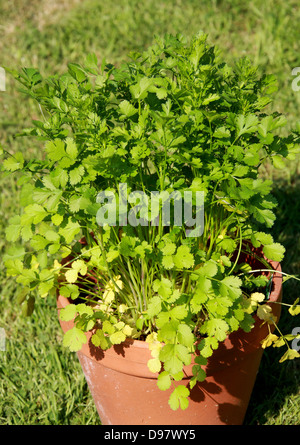 Coriander, Coriandrum sativum, Apiaceae. Also known as cilantro, Chinese parsley or dhania, is a herb in the family Apiaceae. Stock Photo