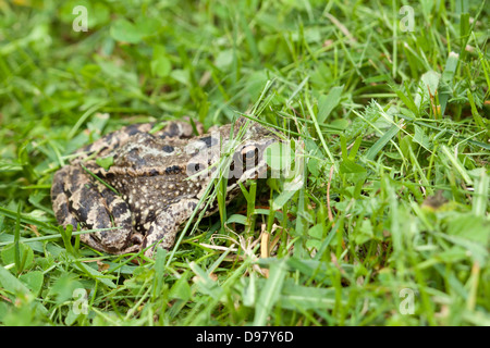 Frog hiding in grass Stock Photo