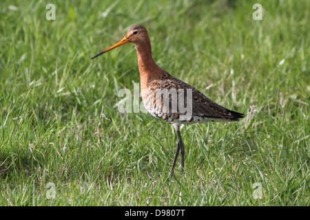 Very detailed close up of a  Black-tailed Godwit (Limosa limosa) foraging in coastal wetlands (over 50 images in the series) Stock Photo
