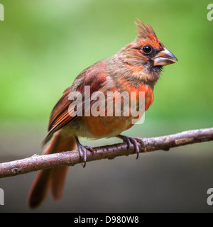 Female Northern Cardinal perched on a branch against a green background Stock Photo