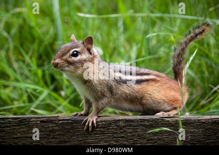 Eastern chipmunk perched on a a wooden fence with green grass in the background