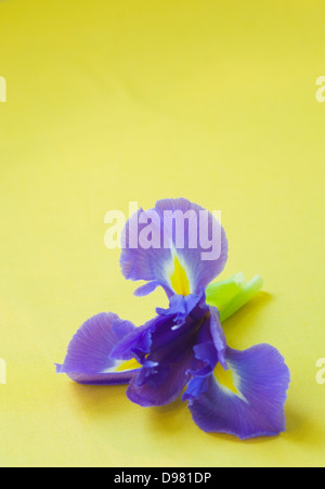 Portrait close-up shot of a purple and yellow Dutch Iris flower on a yellow tabletop. Stock Photo