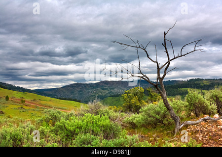 Dead tree on sagebrush-covered hillside against stormy skies outside Pearl, Idaho Stock Photo