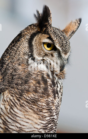Profile closeup on captive great horned owl looking down outdoors against blurred light gray background Stock Photo