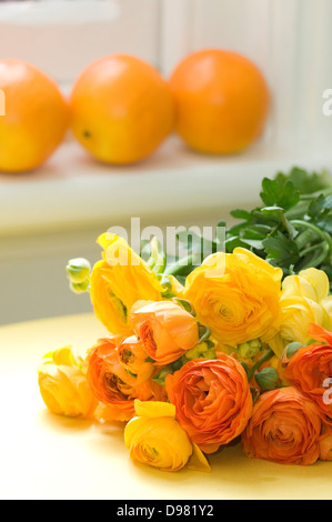 Portrait close-up shot of a bunch of yellow and orange Ranunculus flowers on a yellow tablecloth near a window sill and oranges. Stock Photo