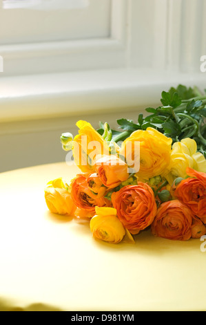 Portrait close-up shot of a bunch of yellow and orange Ranunculus flowers on a yellow tablecloth near a window. Stock Photo