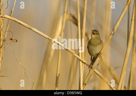 Feldschwirl, Grasshopper Warbler, Locustella naevia, Feldschwirl, Common Grasshopper Warbler, Common Grasshopper-Warbler Stock Photo