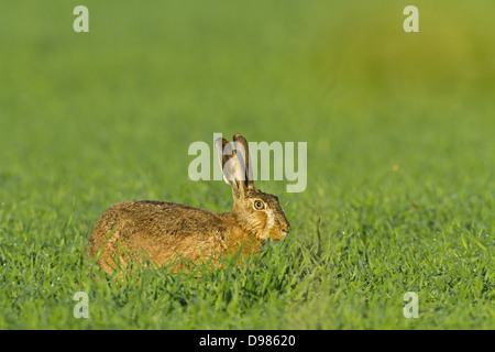 Feldhase, Lepus europaeus, European Hare, Brown Hare Stock Photo