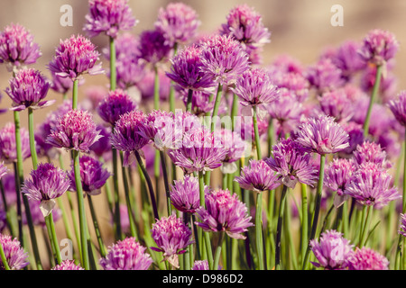 Chive herb flowers on beautiful bokeh background with shallow focus Stock Photo