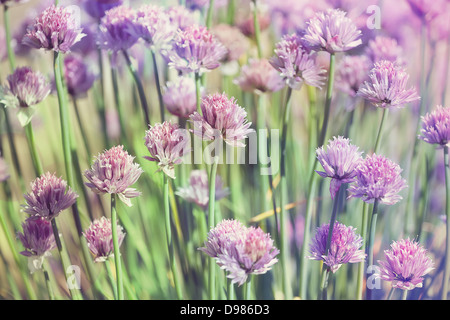 Chive herb flowers on beautiful bokeh background with shallow focus, pastel colors Stock Photo