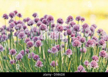 Chive herb flowers on beautiful bokeh background with shallow focus Stock Photo